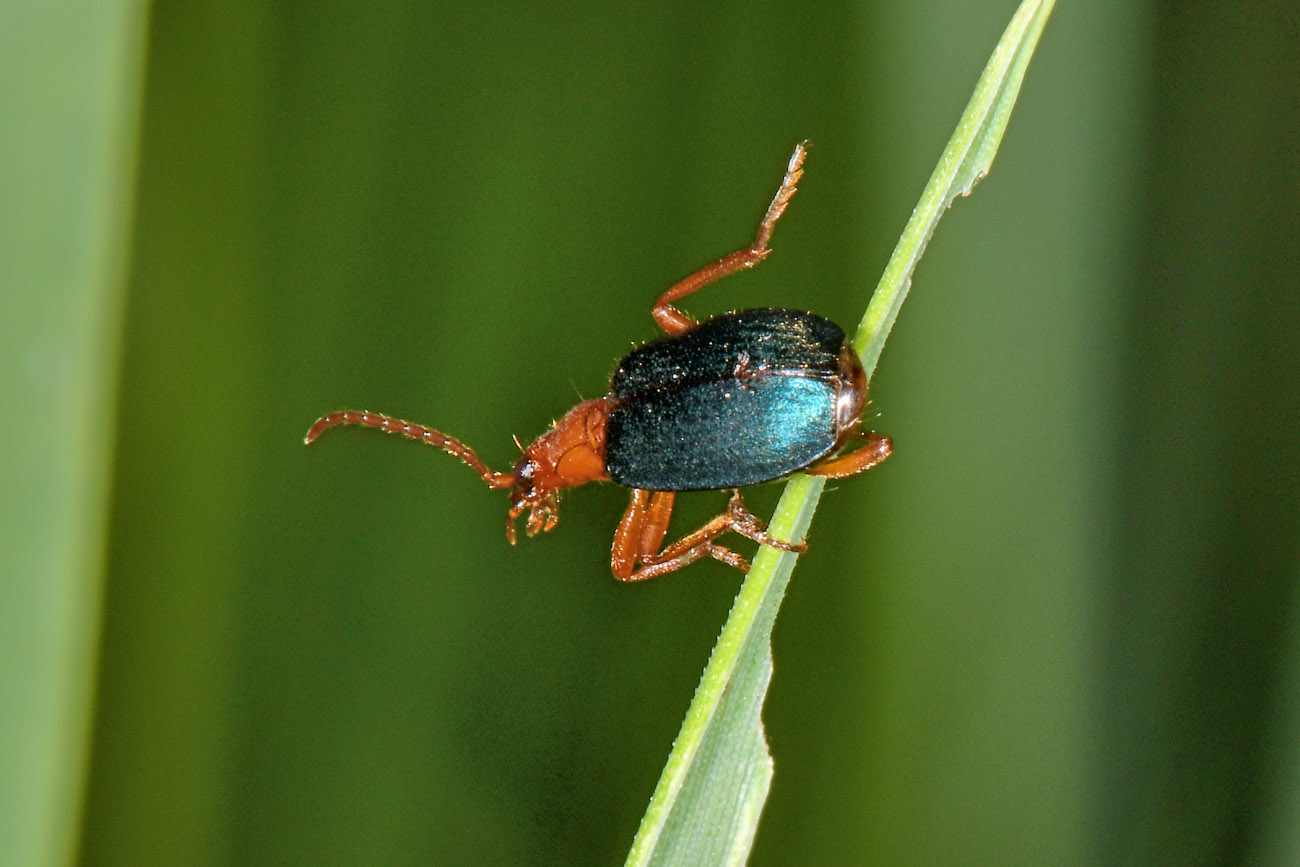 Carabidae:  Brachinus explodens